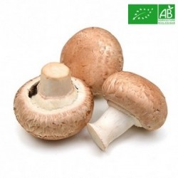 Champignons bio | Kg